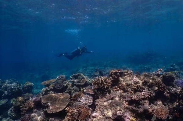 Pacific coral reef shows some ability to cope with ocean warming