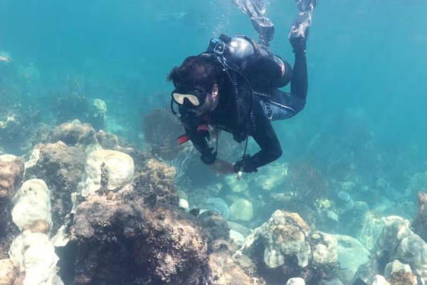 Divers work to save Florida's coral reef from devastating ocean heat