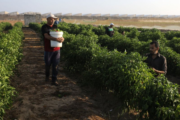 Potassium in soil running low, threatening global food security