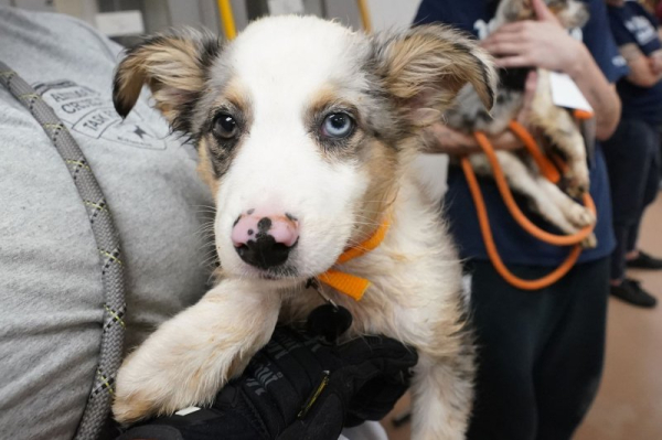 Why growing vaccine hesitancy among pet owners matters Why growing vaccine hesitancy among pet owners matters