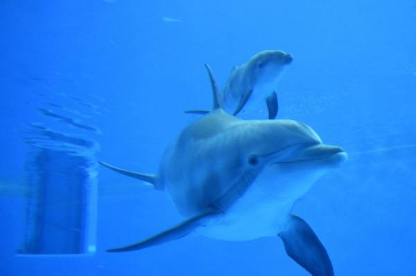 How dolphins communicate -- new discoveries from a long‑term study