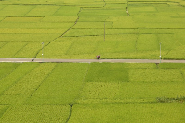Rice feeds billions -- but its climate change role is growing Rice feeds billions -- but its climate change role is growing