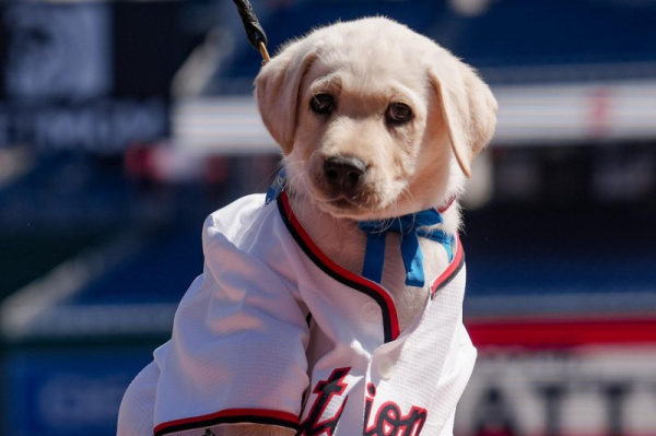 Washington Nationals to debut team puppy Friday vs. Baltimore Orioles Washington Nationals to debut team puppy Friday vs. Baltimore Orioles