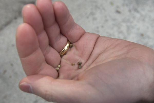 Everyone pays for patents on seeds, and private companies get rich Everyone pays for patents on seeds, and private companies get rich